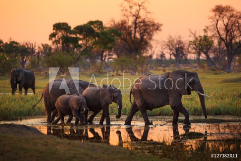 Picture of Elephants in Moremi Game Reserve - Botswana